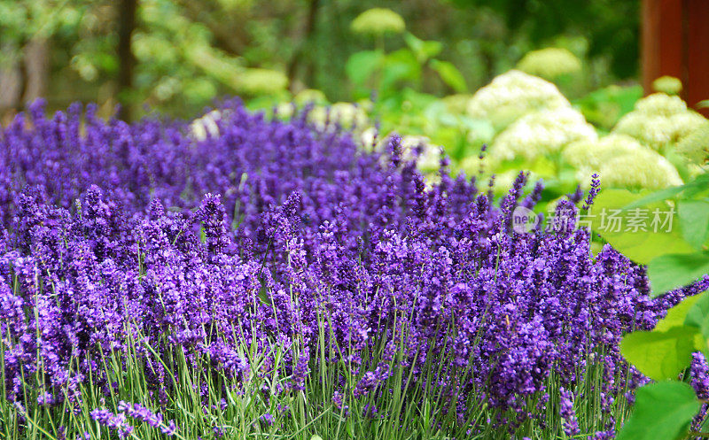 Lavendel hidcote